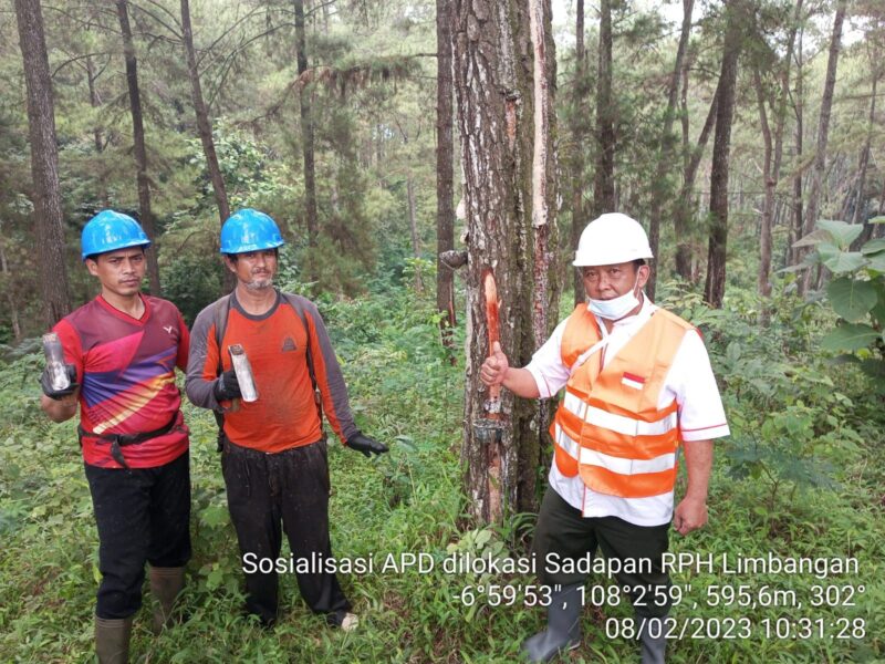 PENA GARUT-PERHUTANI (09/02/2023) Perhutani Kesatuan Pemangkuan Hutan (KPH) Garut dalam rangka hari Keselamatan Kesehatan Kerja (K3) Nasional, lakukan sosialisasi dengan Mitra Penyadap terkait Alat Pelindung Diri (APD) yang berlokasi di Petak 1A Resort Pemangkuan Hutan (RPH) Limbangan Bagian Kesatuan Pemangkuan Hutan (BKPH) Leles. Kamis (09/02).