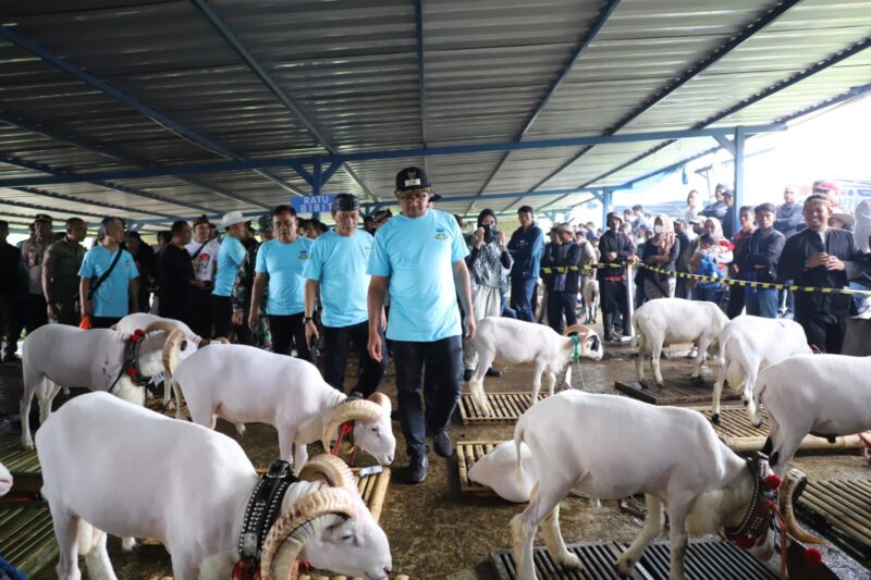 PENA GARUT-Pemerintah Kabupaten (Pemkab) Garut melalui Dinas Perikanan dan Peternakan (Diskanak) Garut bekerja sama dengan Himpunan Peternak Domba Kambing Indonesia (HPDKI) Garut menggelar acara Kontes Domba Garut di Pamindangan Anugrah Lembah Gunung Guntur, Desa Pasawahan, Kecamatan Tarogong Kaler, Kabupaten Garut, Kamis (9/3/2023).