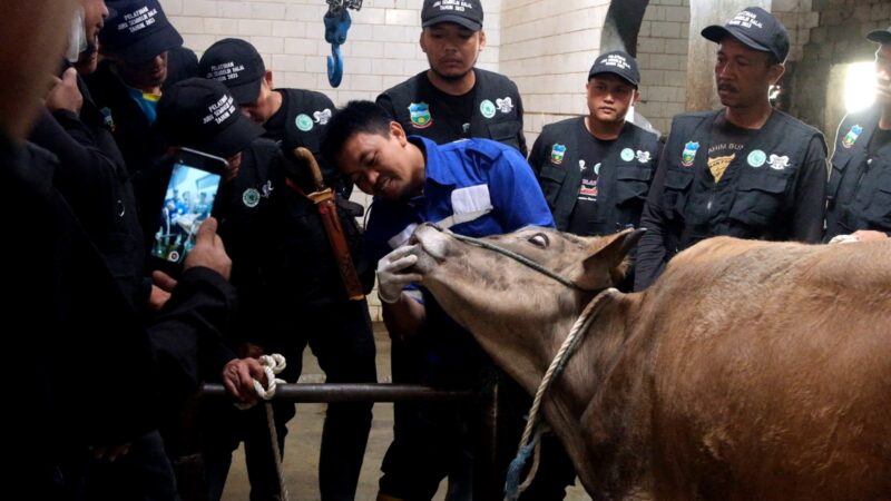 Para peserta Bimtek Juru Sembelih Halal (Juleha) mengikuti praktik penyembelihan hewan kurban di RPH Ciawitali Garut, Jalan Guntur Sari, Kecamatan Tarogong Kidul, Kabupaten Garut, Rabu (24/05/2023). (Foto : M. Azi Zulhakim & Moch. Ahdiansyah/Diskominfo Garut).