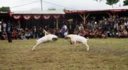 Pelaksanaan Pergelaran Seni Ketangkasan Domba Garut di Kampung Jareged, Desa Neglasari, Kecamatan Kadungora, Kabupaten Garut, Sabtu (9/3/2024).