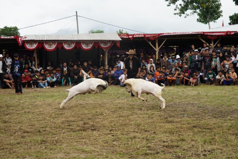 Pelaksanaan Pergelaran Seni Ketangkasan Domba Garut di Kampung Jareged, Desa Neglasari, Kecamatan Kadungora, Kabupaten Garut, Sabtu (9/3/2024).