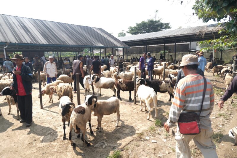 Peninjauan hewan ternak di Pasar Hewan Wanaraja dan di PD Berkah Farm, Kabupaten Garut, Rabu (29/05/2024).