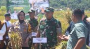 Kodim 0611/Garut bersama Forum Koordinasi Pimpinan Daerah (Forkopimda) melakukan panen raya padi serentak bersama daerah lain di 14 Provinsi di Indonesia, Senin (7/4/2025). 