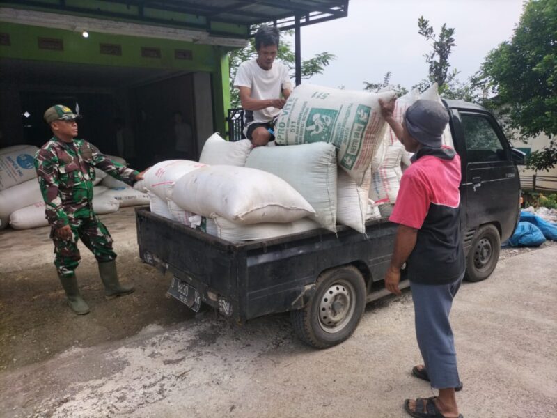 Dalam upaya mendukung ketahanan pangan nasional, Babinsa Koramil 1108/Kadungora, Kodim 0611/Garut, Serka Yusup Alwajah, melaksanakan monitoring serapan gabah petani di wilayah binaannya pada Minggu, 25 Mei 2025.