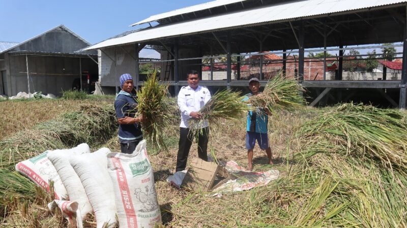 Teriknya matahari siang itu tak menghalangi semangat tiga Warga Binaan Pemasyarakatan (WBP) Lapas Kelas IIA Garut. Dengan sabit di tangan, mereka bahu-membahu memanen padi di lahan sawah seluas 600 meter persegi. Hasilnya cukup membanggakan, yakni 400 kilogram padi yang menjadi bukti nyata program pembinaan kemandirian di balik tembok tinggi lapas.