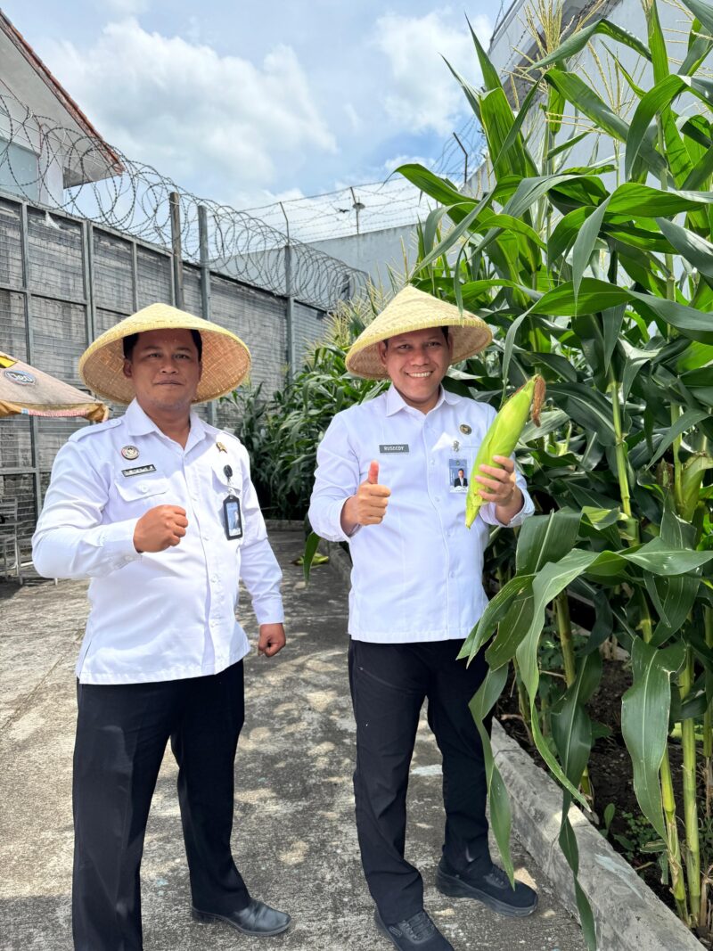 Semangat kemandirian dan produktivitas terus bersemi di balik tembok Lembaga Pemasyarakatan (Lapas) Kelas IIA Garut. Kali ini, Lapas Garut kembali menorehkan prestasi melalui panen perdana jagung manis dengan hasil mencapai 2 kuintal dari lahan produktif yang dikelola di area branggang Lapas.