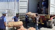 Lembaga Pemasyarakatan (Lapas) Kelas IIA Garut kembali mencatatkan prestasi membanggakan melalui program pembinaan kemandirian bagi warga binaan. Sebanyak 563 unit coir shade atau rajut sabut kelapa hasil karya warga binaan berhasil menembus pasar internasional dan diekspor ke Barcelona, Spanyol.