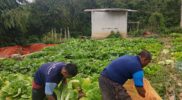 Program ketahanan pangan yang dijalankan Lembaga Pemasyarakatan (Lapas) Kelas IIA Garut kembali menunjukkan hasil. Sebanyak tujuh Warga Binaan Pemasyarakatan (WBP) berhasil memanen 836 kilogram komoditas hortikultura dari lahan pertanian seluas sekitar satu hektare di Bumi Perkemahan Kitri Lembah Cikoneng, Kabupaten Garut.