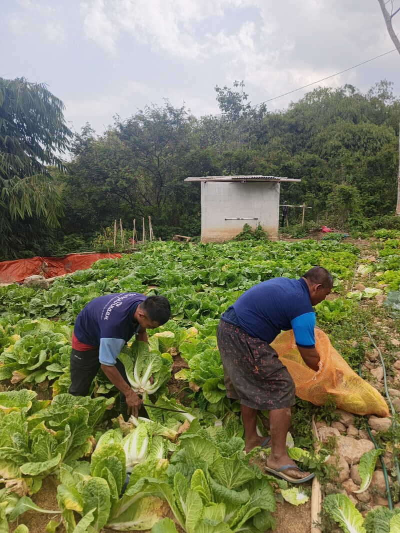 Program ketahanan pangan yang dijalankan Lembaga Pemasyarakatan (Lapas) Kelas IIA Garut kembali menunjukkan hasil. Sebanyak tujuh Warga Binaan Pemasyarakatan (WBP) berhasil memanen 836 kilogram komoditas hortikultura dari lahan pertanian seluas sekitar satu hektare di Bumi Perkemahan Kitri Lembah Cikoneng, Kabupaten Garut.