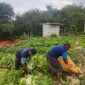 Program ketahanan pangan yang dijalankan Lembaga Pemasyarakatan (Lapas) Kelas IIA Garut kembali menunjukkan hasil. Sebanyak tujuh Warga Binaan Pemasyarakatan (WBP) berhasil memanen 836 kilogram komoditas hortikultura dari lahan pertanian seluas sekitar satu hektare di Bumi Perkemahan Kitri Lembah Cikoneng, Kabupaten Garut.