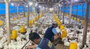 Lembaga Pemasyarakatan (Lapas) Kelas IIA Garut kembali menunjukkan kontribusi nyata dalam mendukung program ketahanan pangan Kementerian Imigrasi dan Pemasyarakatan (Kemenimipas). Melalui program pembinaan kemandirian di bidang peternakan, Lapas Garut berhasil memanen **17.742 kilogram atau 17,7 ton ayam pedaging** dengan melibatkan tujuh warga binaan di kawasan Sarana Asimilasi dan Edukasi (SAE).