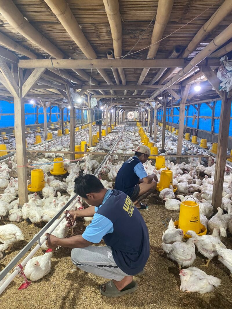 Lembaga Pemasyarakatan (Lapas) Kelas IIA Garut kembali menunjukkan kontribusi nyata dalam mendukung program ketahanan pangan Kementerian Imigrasi dan Pemasyarakatan (Kemenimipas). Melalui program pembinaan kemandirian di bidang peternakan, Lapas Garut berhasil memanen **17.742 kilogram atau 17,7 ton ayam pedaging** dengan melibatkan tujuh warga binaan di kawasan Sarana Asimilasi dan Edukasi (SAE).