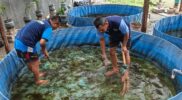 Kegiatan pembinaan kemandirian di Lembaga Pemasyarakatan Kelas IIA Garut tetap berlangsung pada Minggu (25/10/2026). Warga binaan mengikuti budidaya lele dan produksi tahu sebagai bagian dari pembelajaran keterampilan kerja di bidang perikanan dan pengolahan pangan.